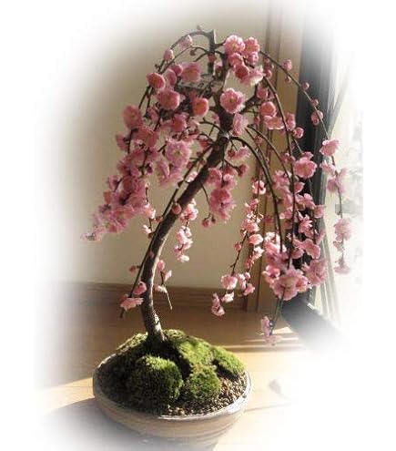 Amazon｜盆栽 梅 樹齢80年生 花芽付き！八重野梅（太幹）【現品】2022